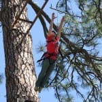 High Ropes: Leap of Faith