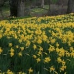 Daffodils in bloom at Mother Lode